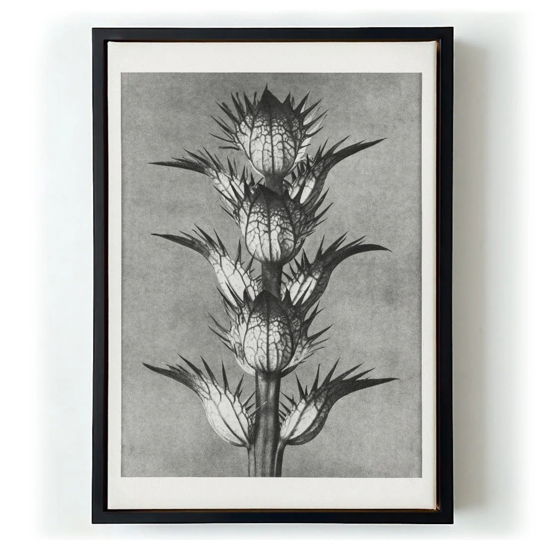 Karl Blossfeldt Photogravure Nr 101 - Image 6