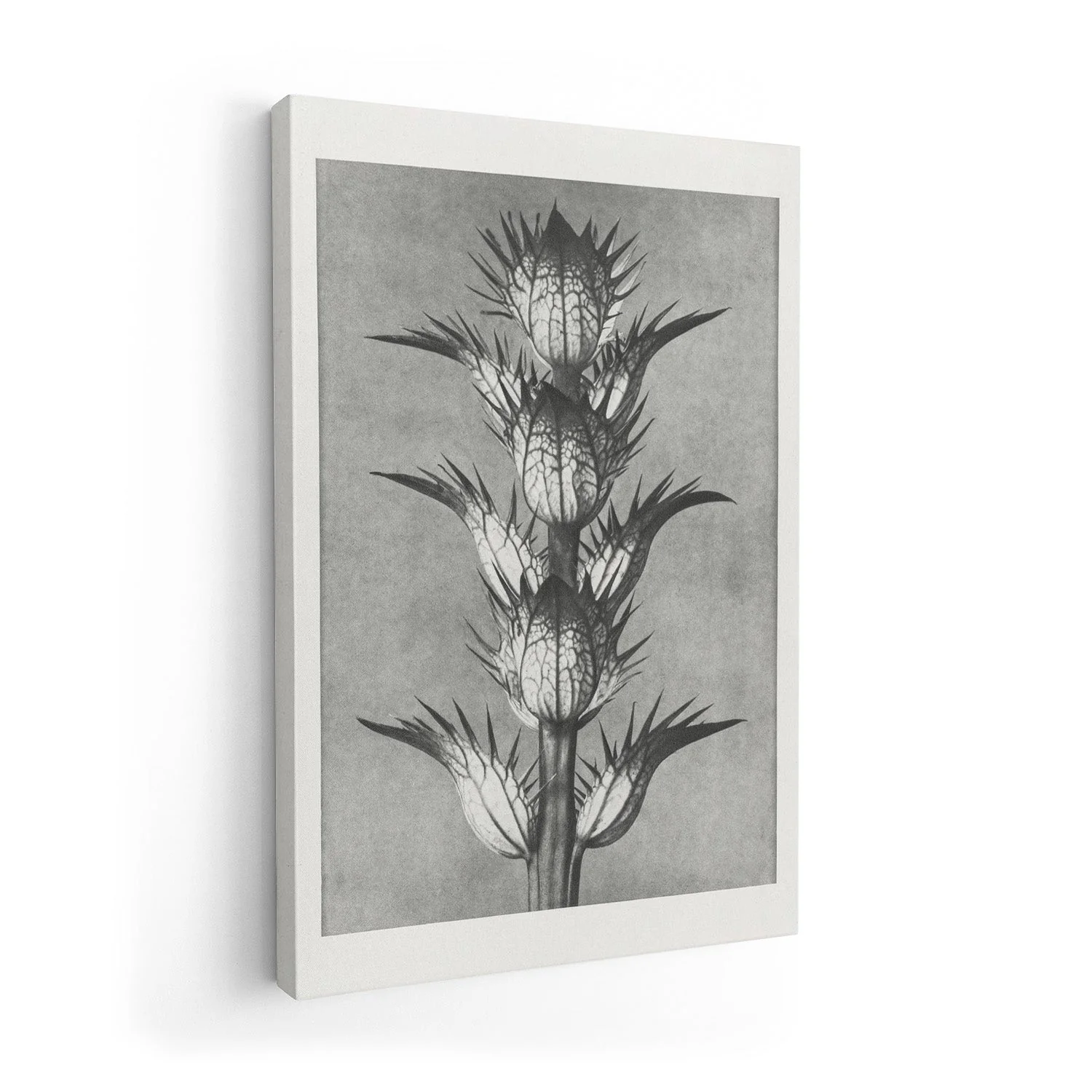 Karl Blossfeldt Photogravure Nr 101 - Image 7