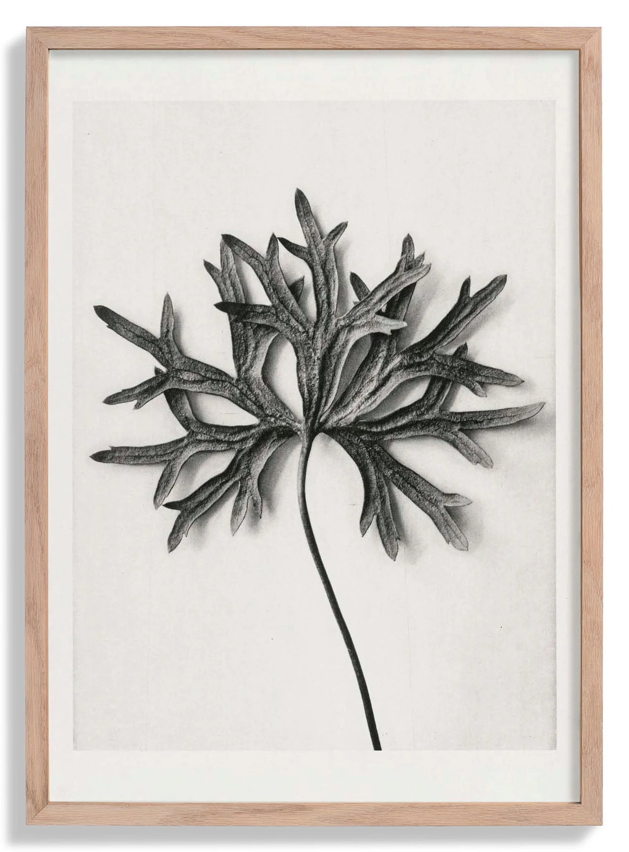 Karl Blossfeldt Photogravure Nr 103
