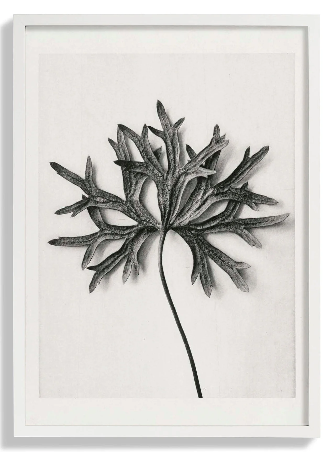 Karl Blossfeldt Photogravure Nr 103 - Image 4