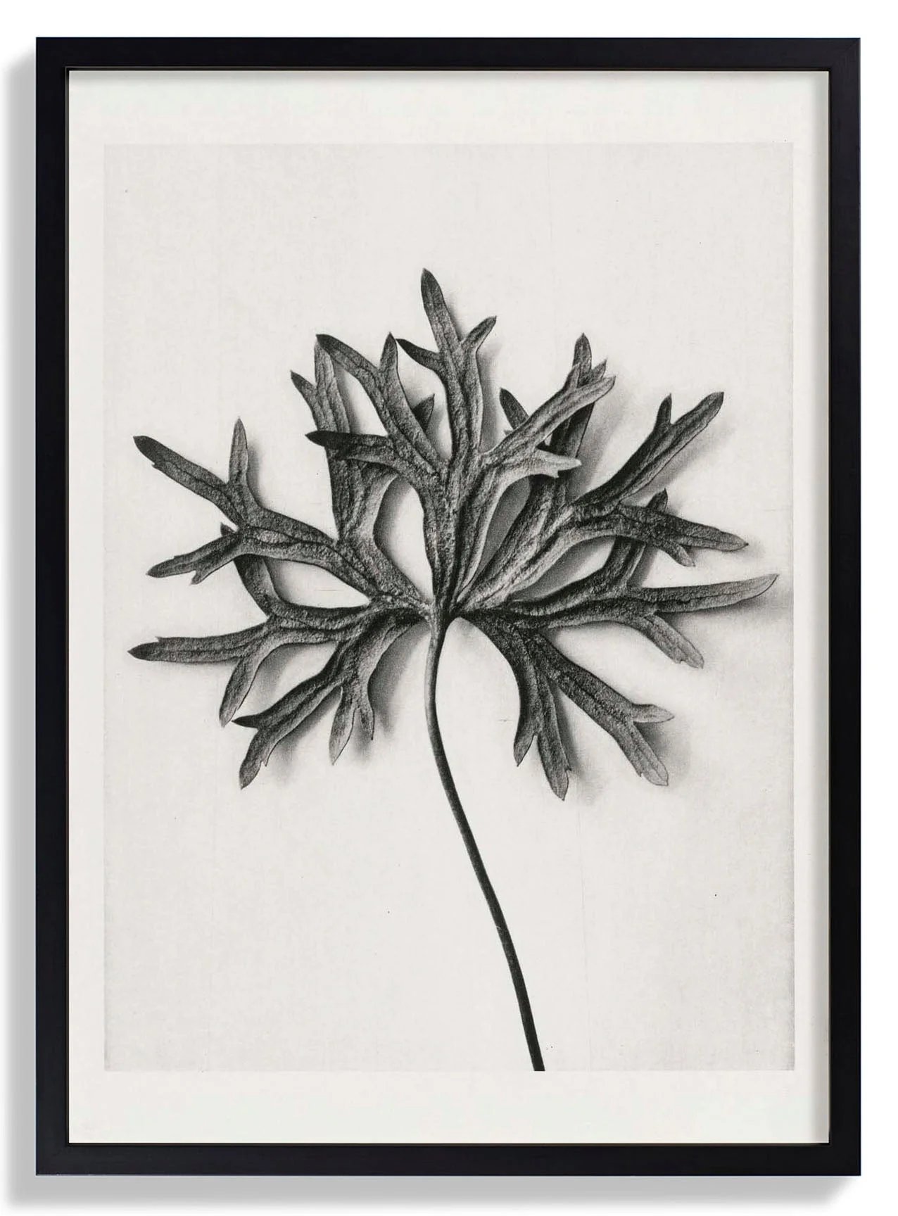 Karl Blossfeldt Photogravure Nr 103 - Image 5