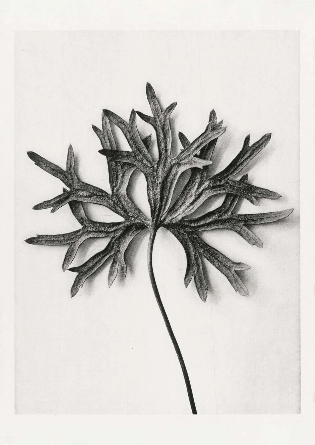 Karl Blossfeldt Photogravure Nr 103 - Image 7