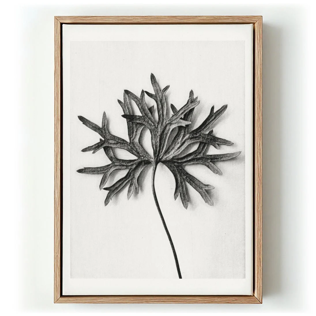 Karl Blossfeldt Photogravure Nr 103