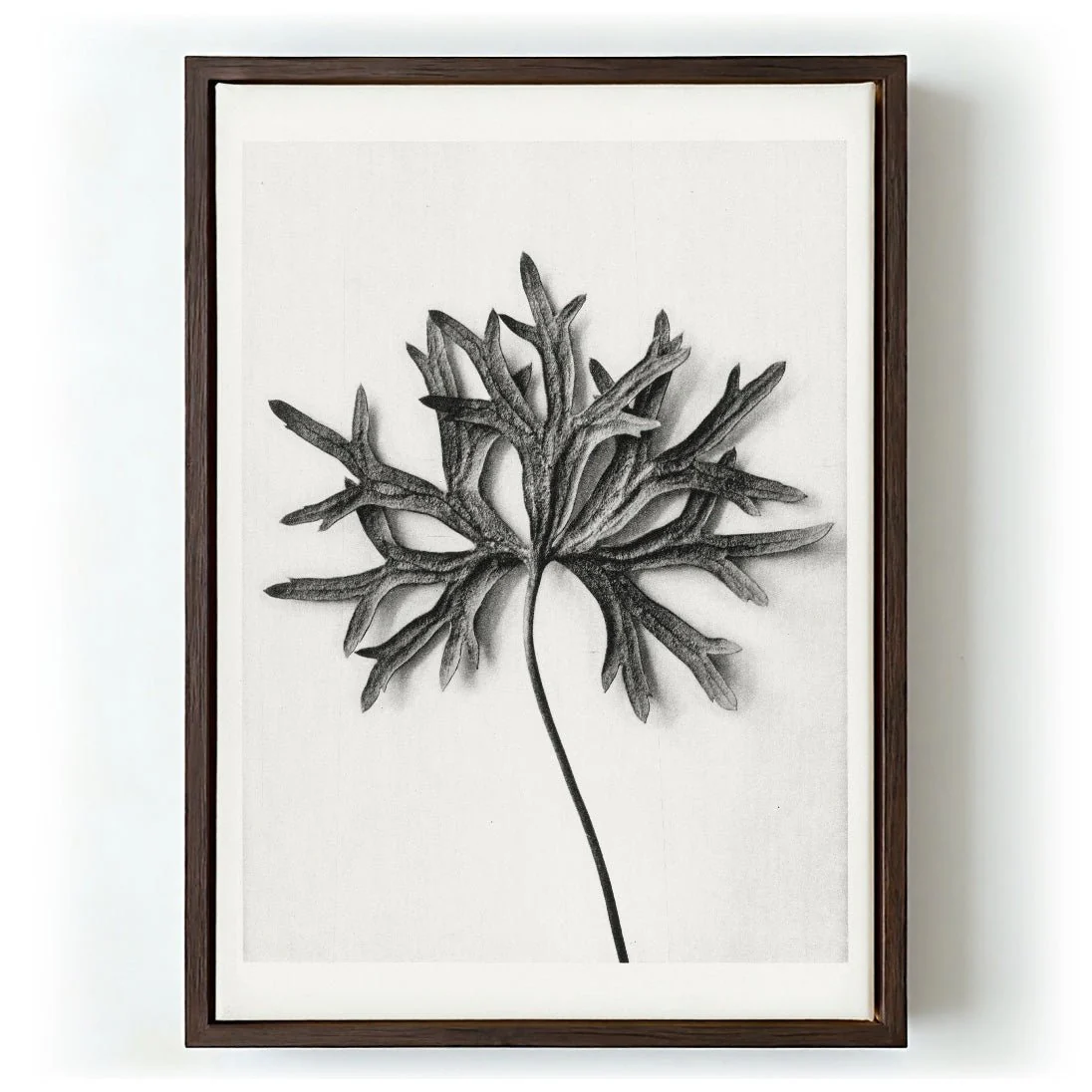 Karl Blossfeldt Photogravure Nr 103 - Image 5