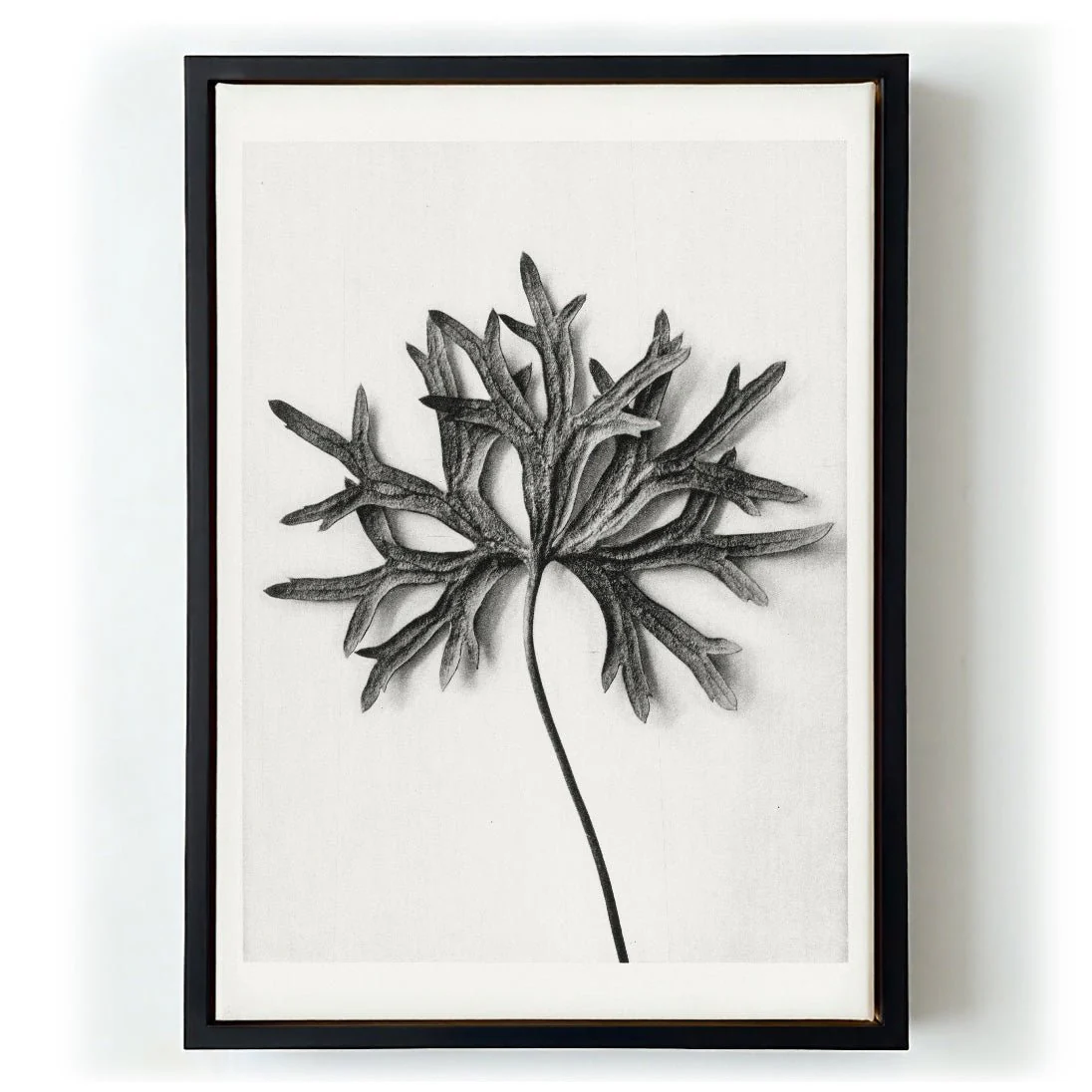 Karl Blossfeldt Photogravure Nr 103 - Image 6