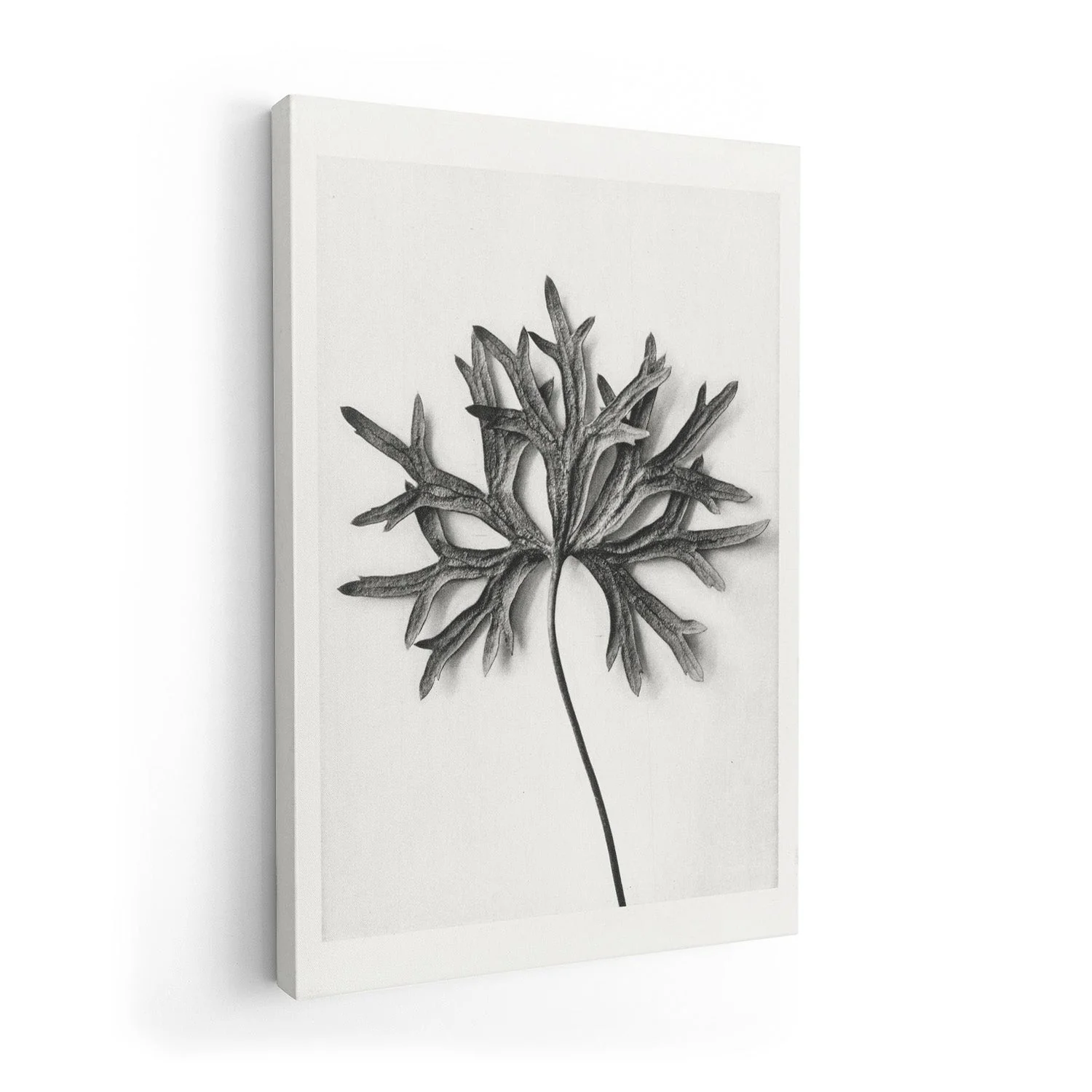 Karl Blossfeldt Photogravure Nr 103 - Image 7