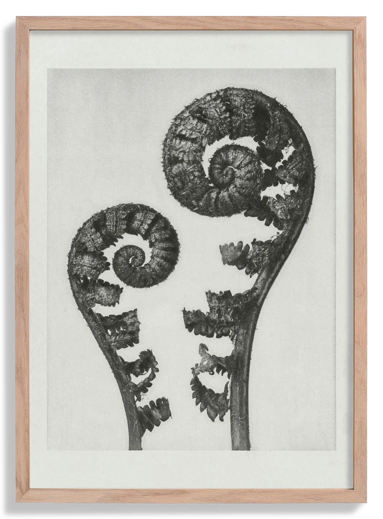 Karl Blossfeldt Photogravure Nr 109