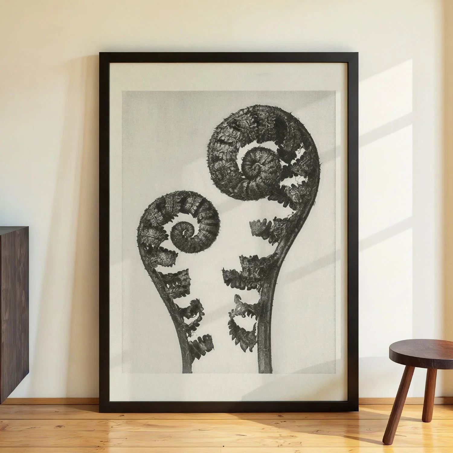 Karl Blossfeldt Photogravure Nr 109 - Image 3
