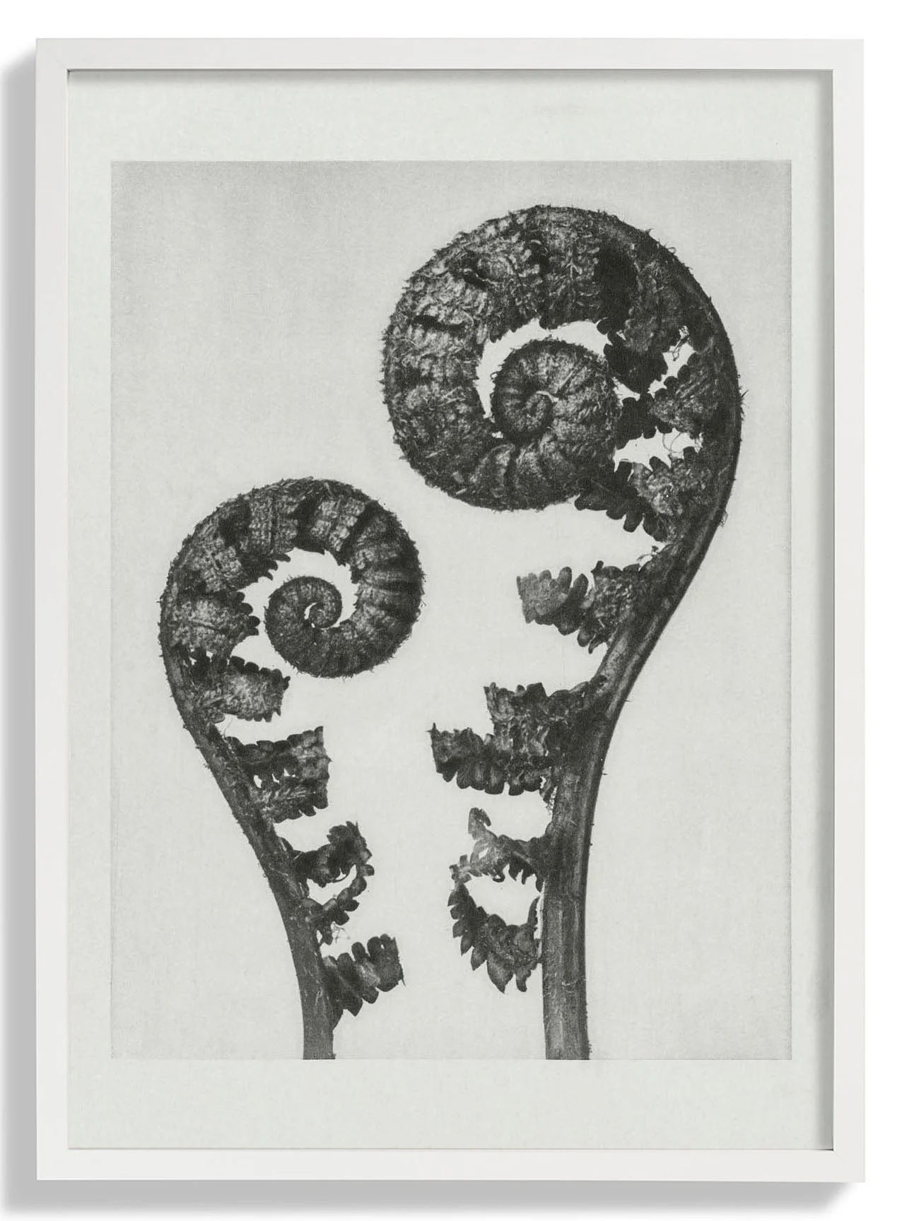 Karl Blossfeldt Photogravure Nr 109 - Image 5