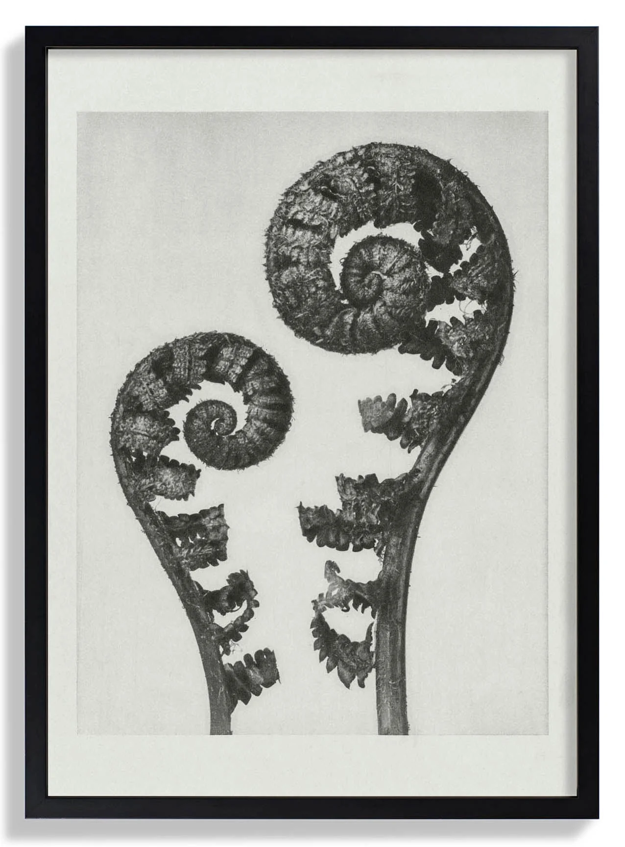 Karl Blossfeldt Photogravure Nr 109 - Image 6