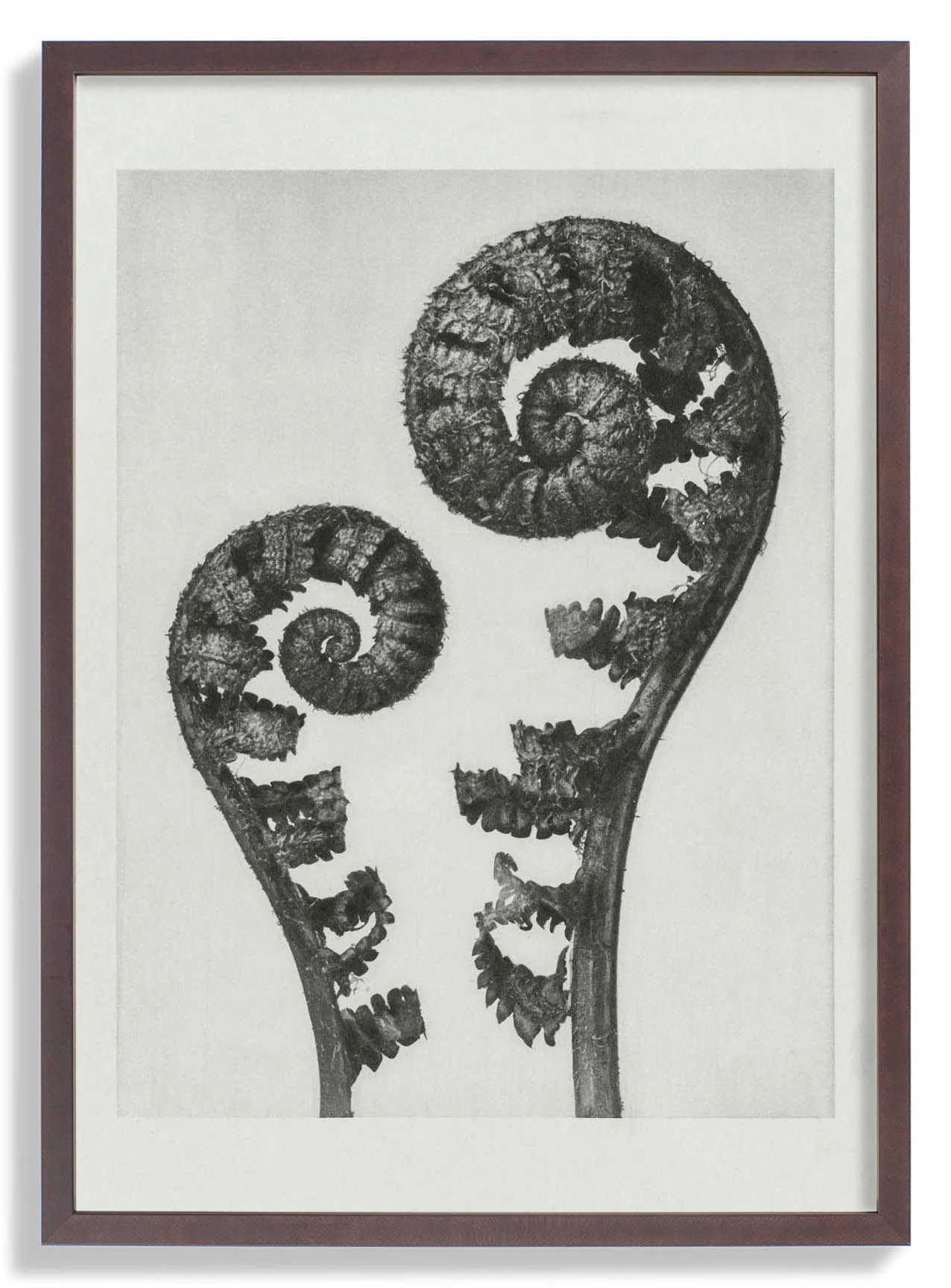 Karl Blossfeldt Photogravure Nr 109 - Image 7