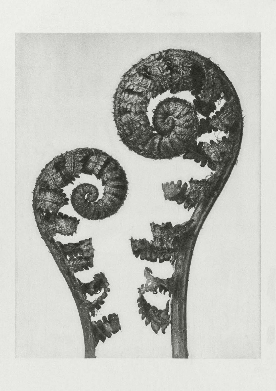 Karl Blossfeldt Photogravure Nr 109 - Image 8