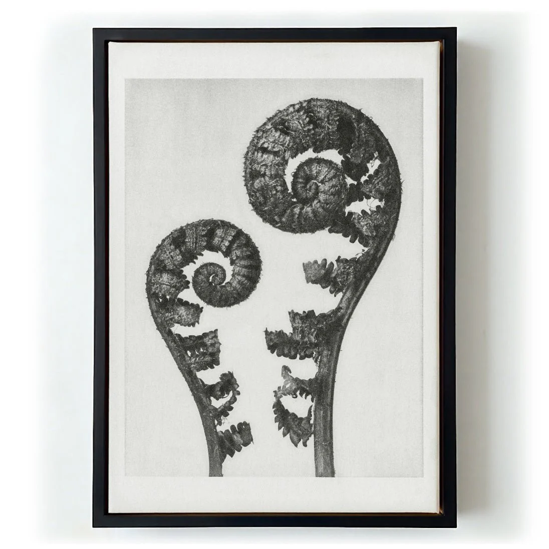 Karl Blossfeldt Photogravure Nr 109 - Image 6