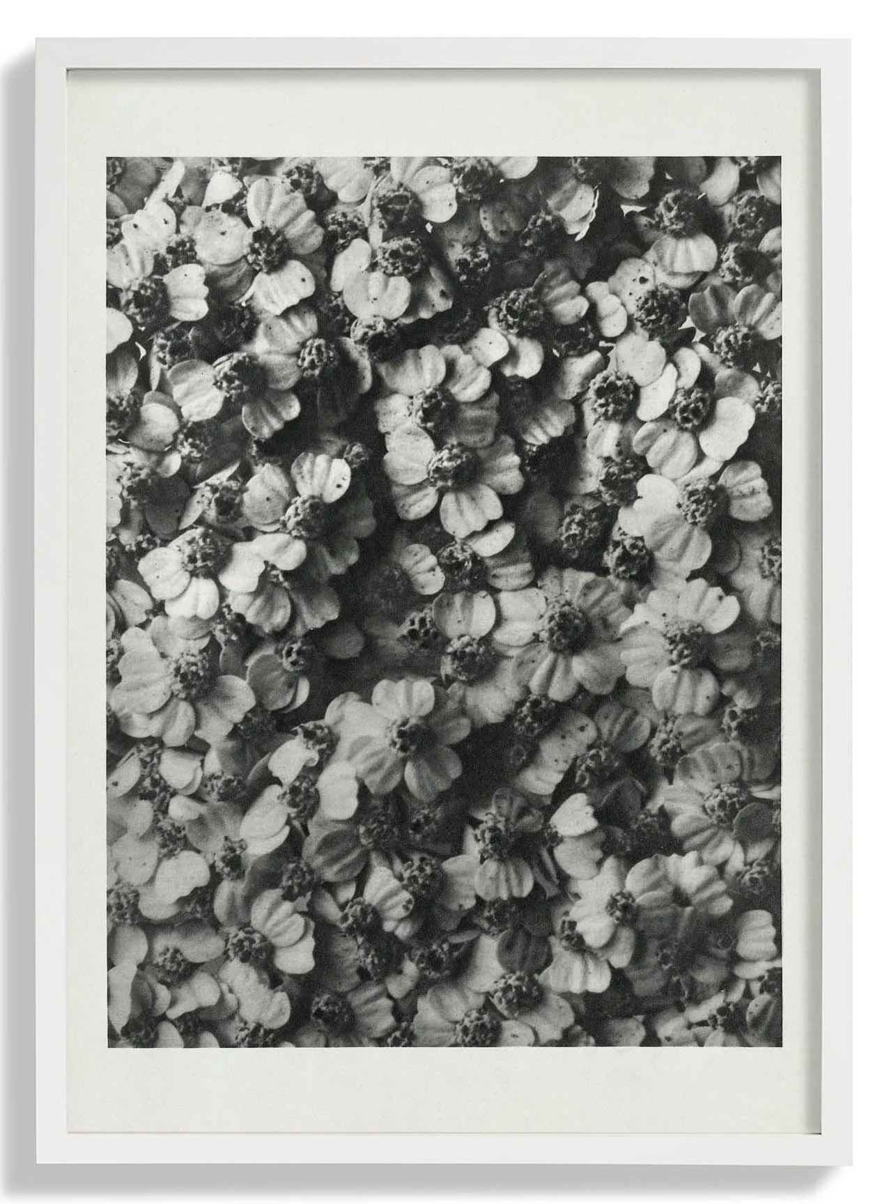 Karl Blossfeldt Photogravure Nr 68 - Image 5