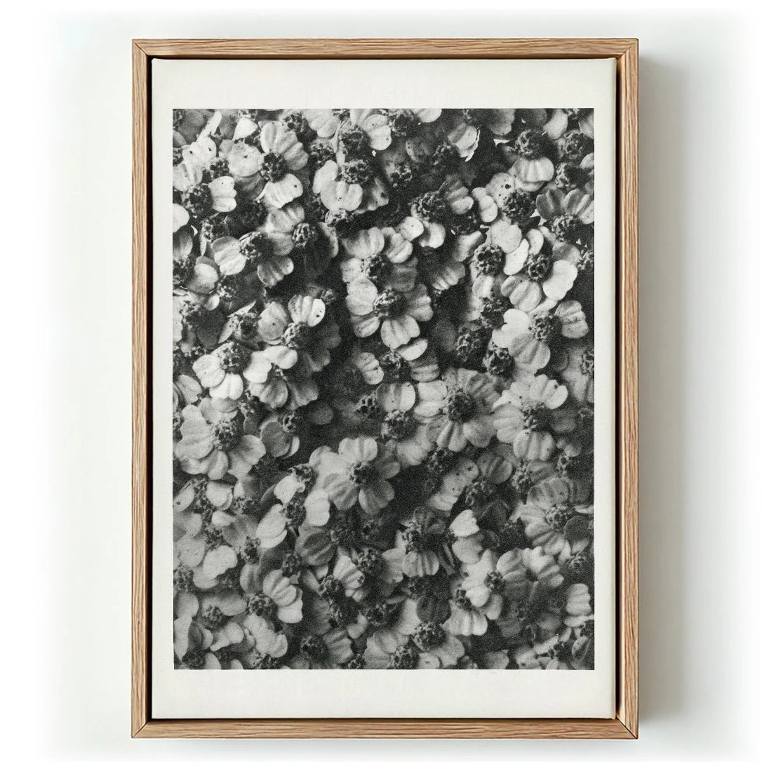 Karl Blossfeldt Photogravure Nr 68