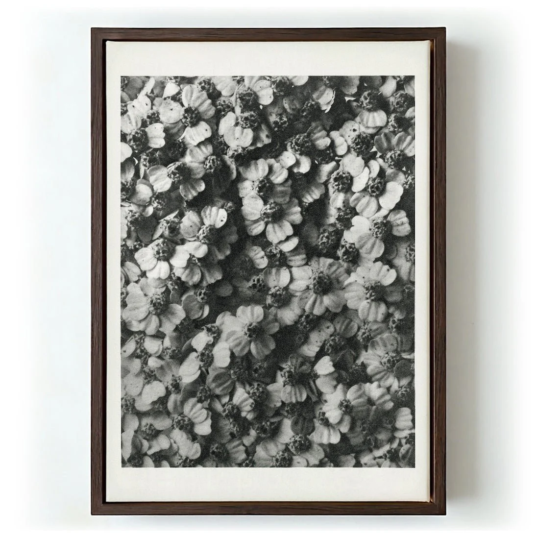 Karl Blossfeldt Photogravure Nr 68 - Image 5