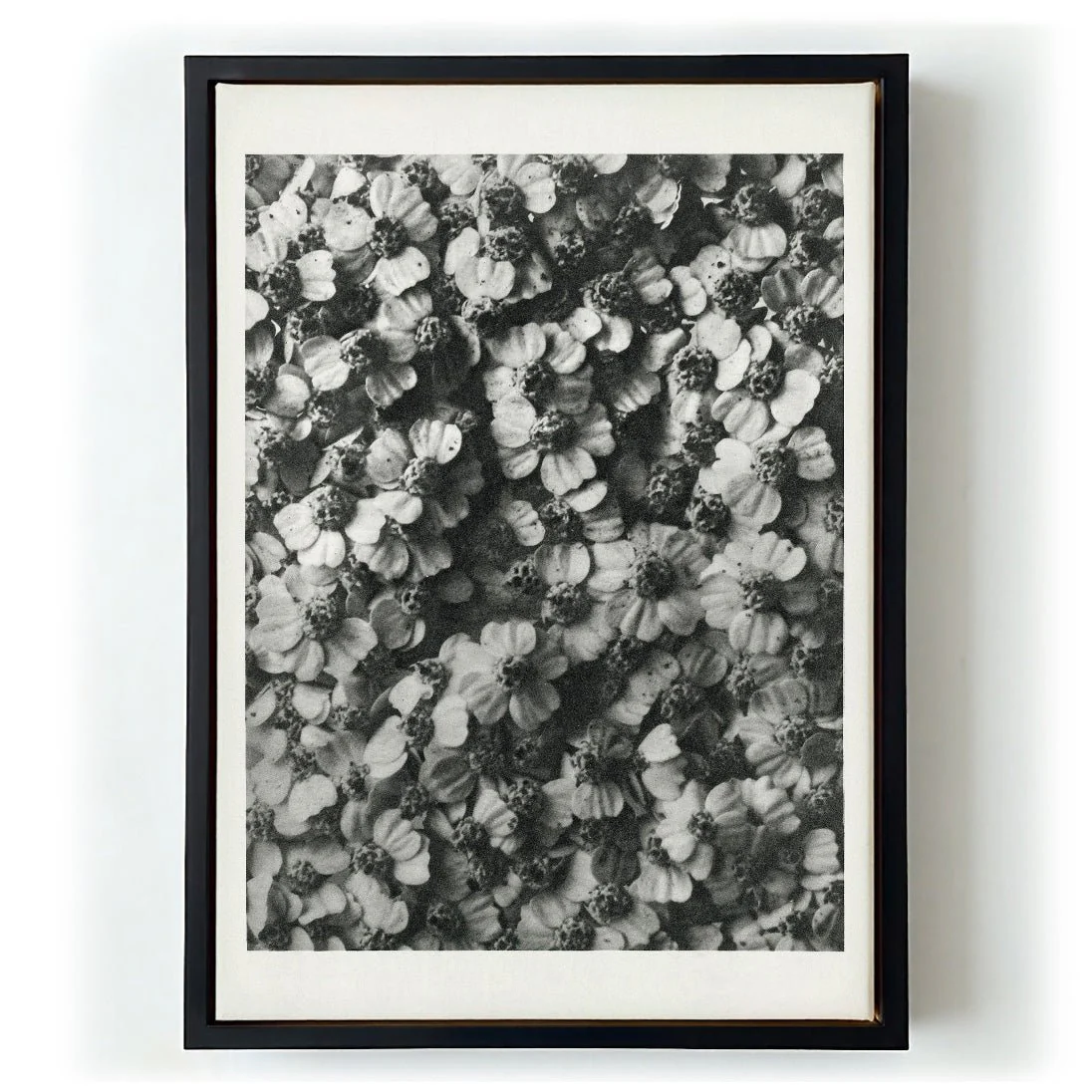 Karl Blossfeldt Photogravure Nr 68 - Image 6