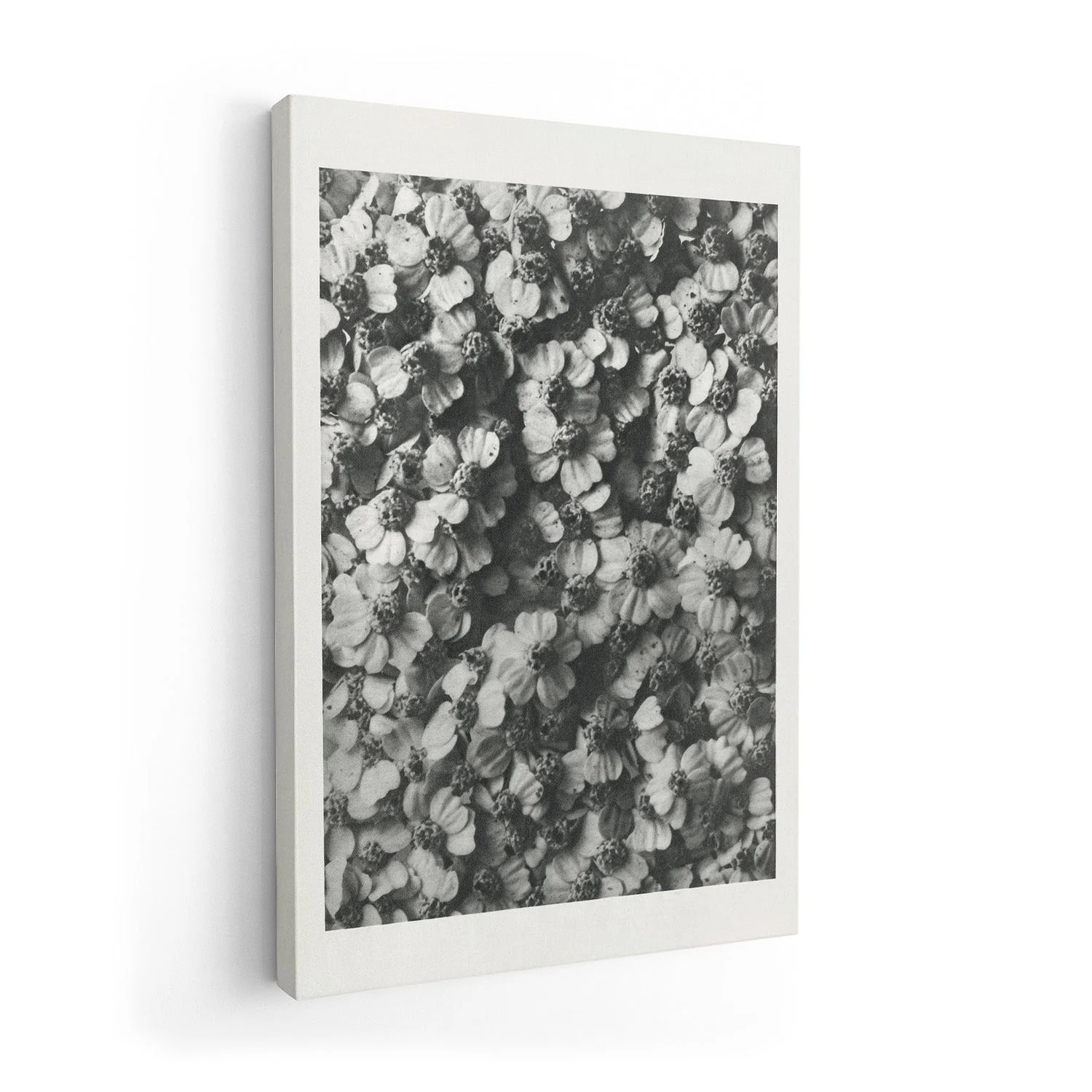 Karl Blossfeldt Photogravure Nr 68 - Image 7
