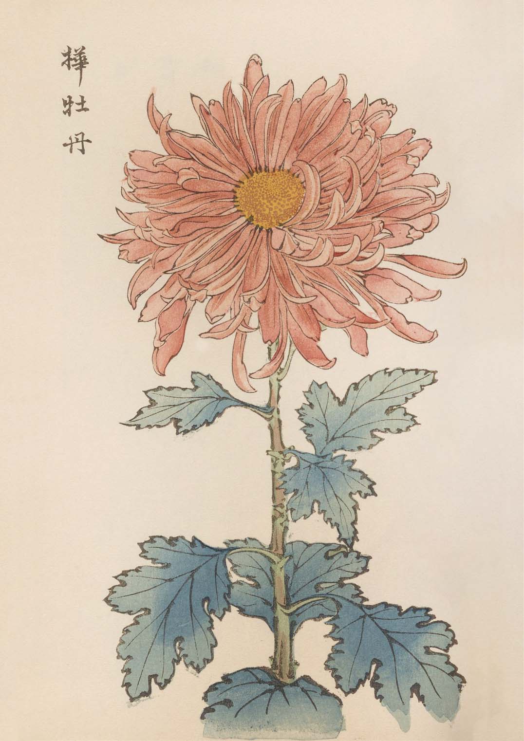 Keika hyakugiku Pl.15 1893 by Keika Hosegawa - Image 8