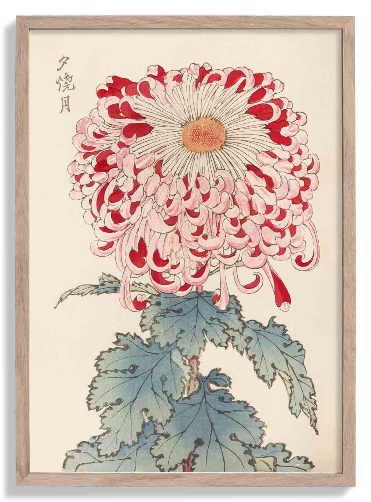 Keika hyakugiku Pl.16 by Keika Hosegawa