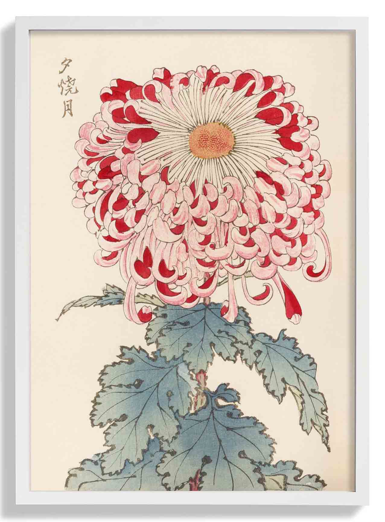 Keika hyakugiku Pl.16 by Keika Hosegawa - Image 5