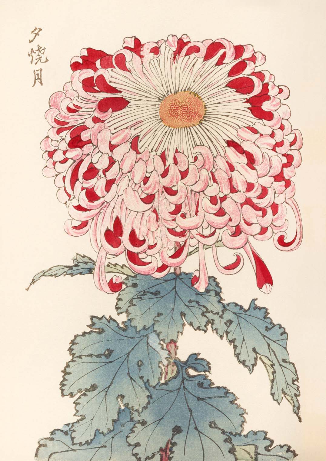 Keika hyakugiku Pl.16 by Keika Hosegawa - Image 8