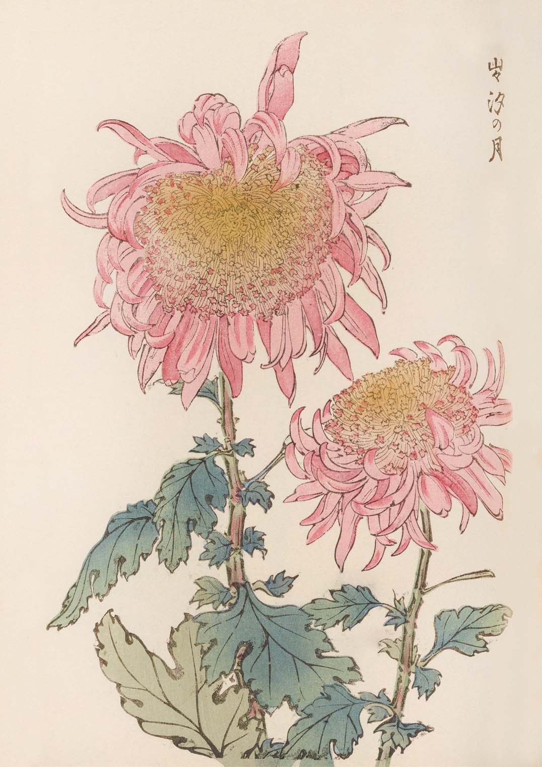 Keika hyakugiku Pl.17 1893 by Keika Hosegawa - Image 8