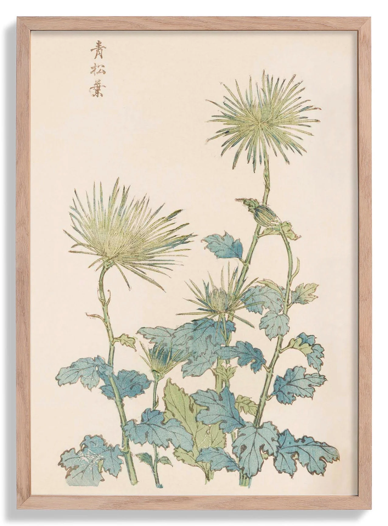 Keika hyakugiku Pl.18 by Keika Hosegawa