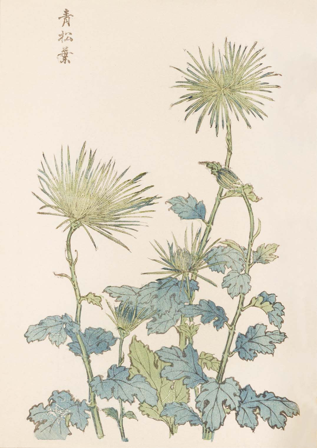Keika hyakugiku Pl.18 by Keika Hosegawa - Image 8