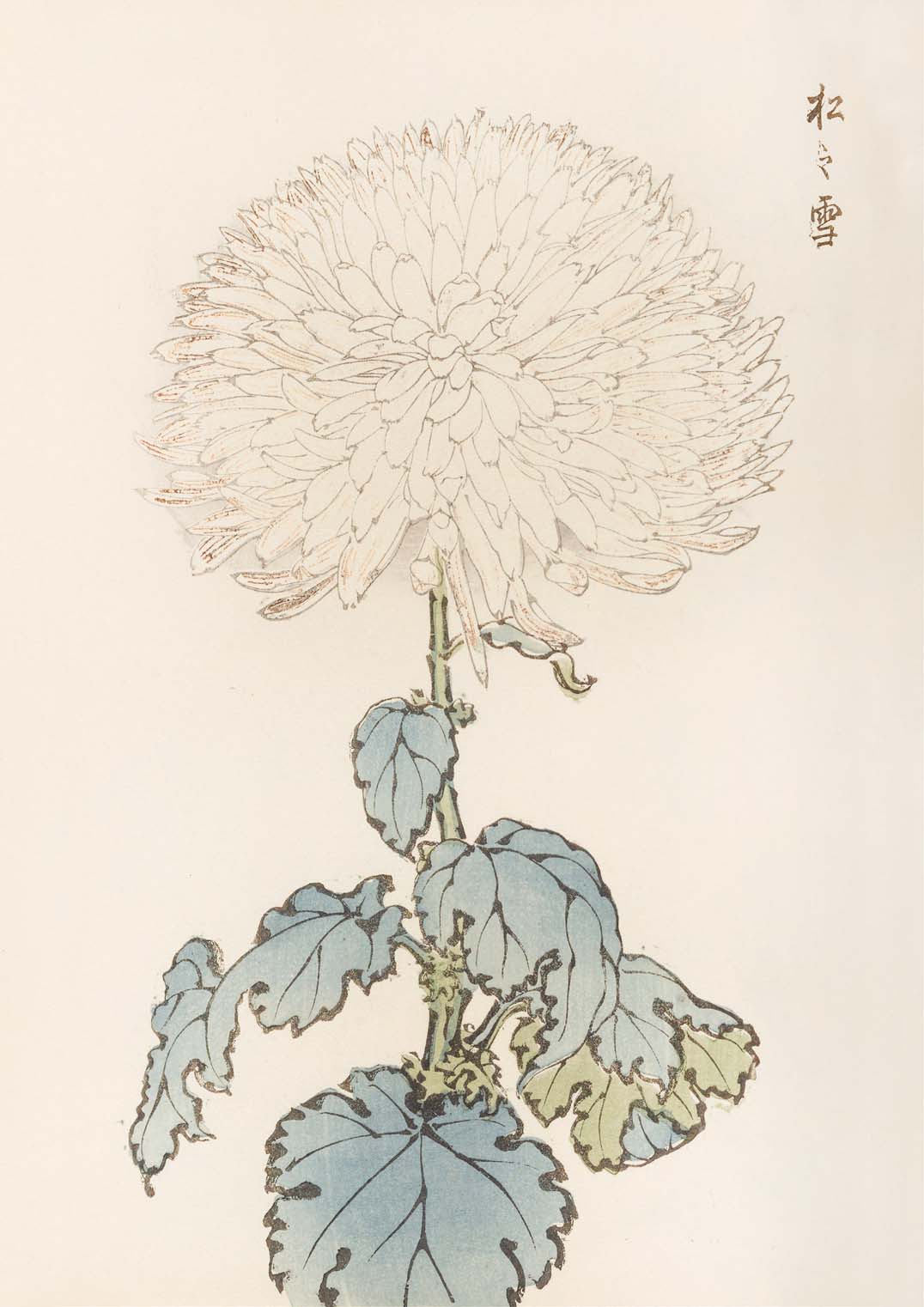 Keika hyakugiku Pl.19 by Keika Hosegawa - Image 8