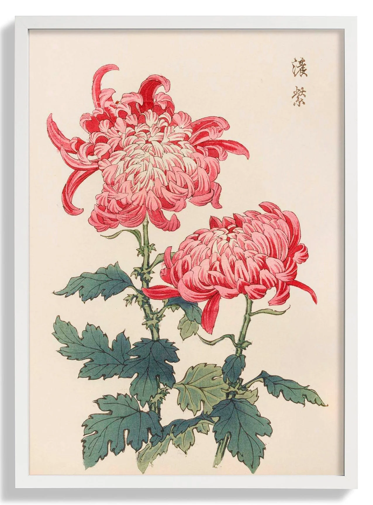 Keika hyakugiku Pl.23 by Keika Hosegawa - Image 5