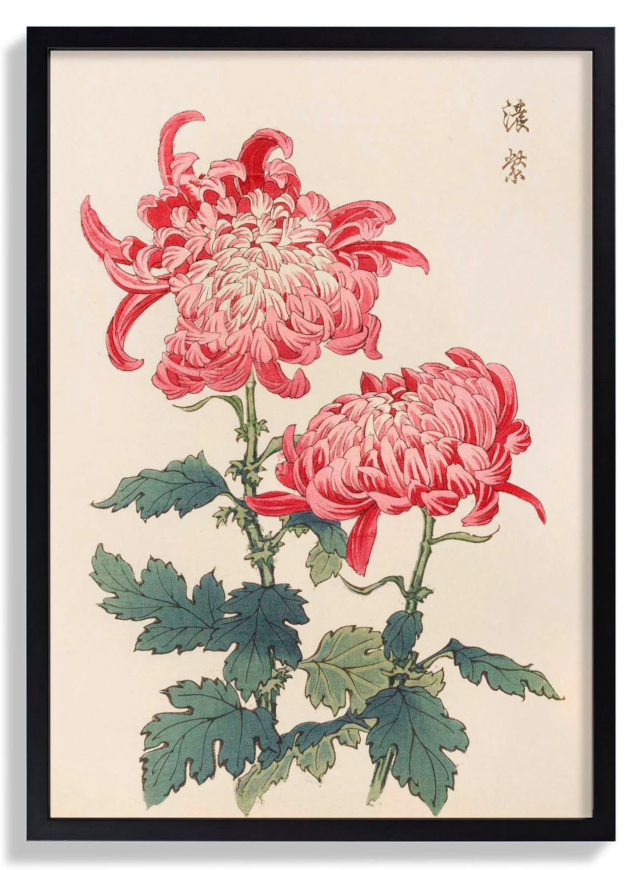 Keika hyakugiku Pl.23 by Keika Hosegawa - Image 7