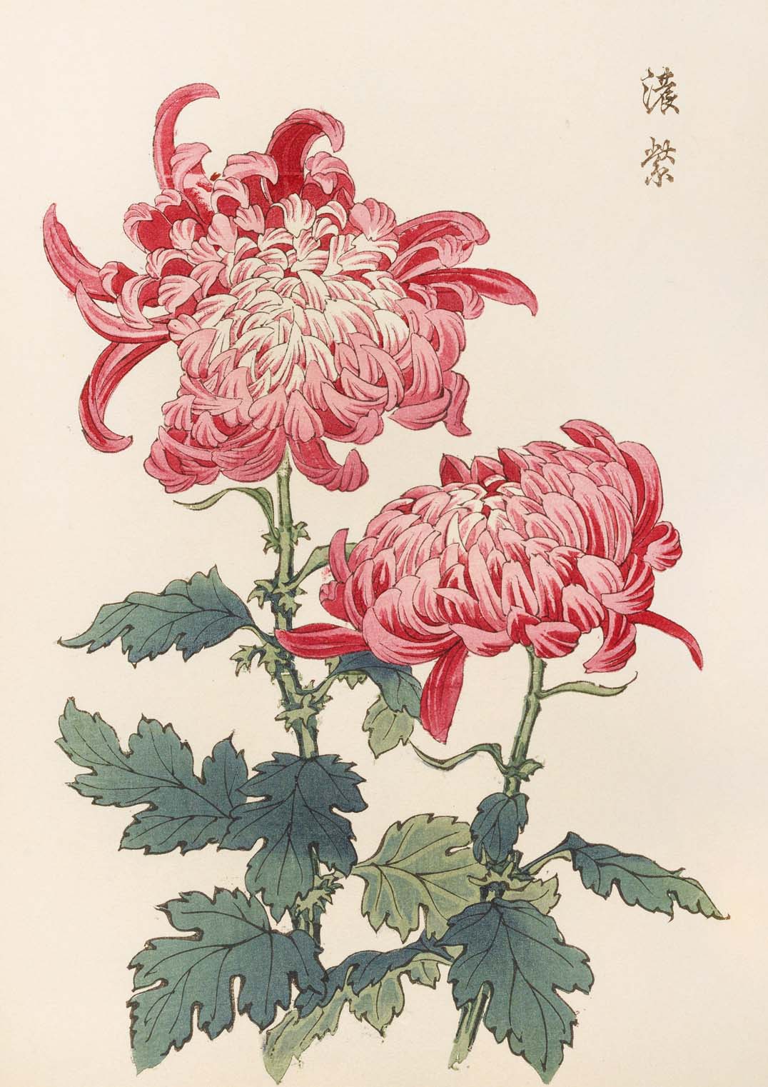 Keika hyakugiku Pl.23 by Keika Hosegawa - Image 8