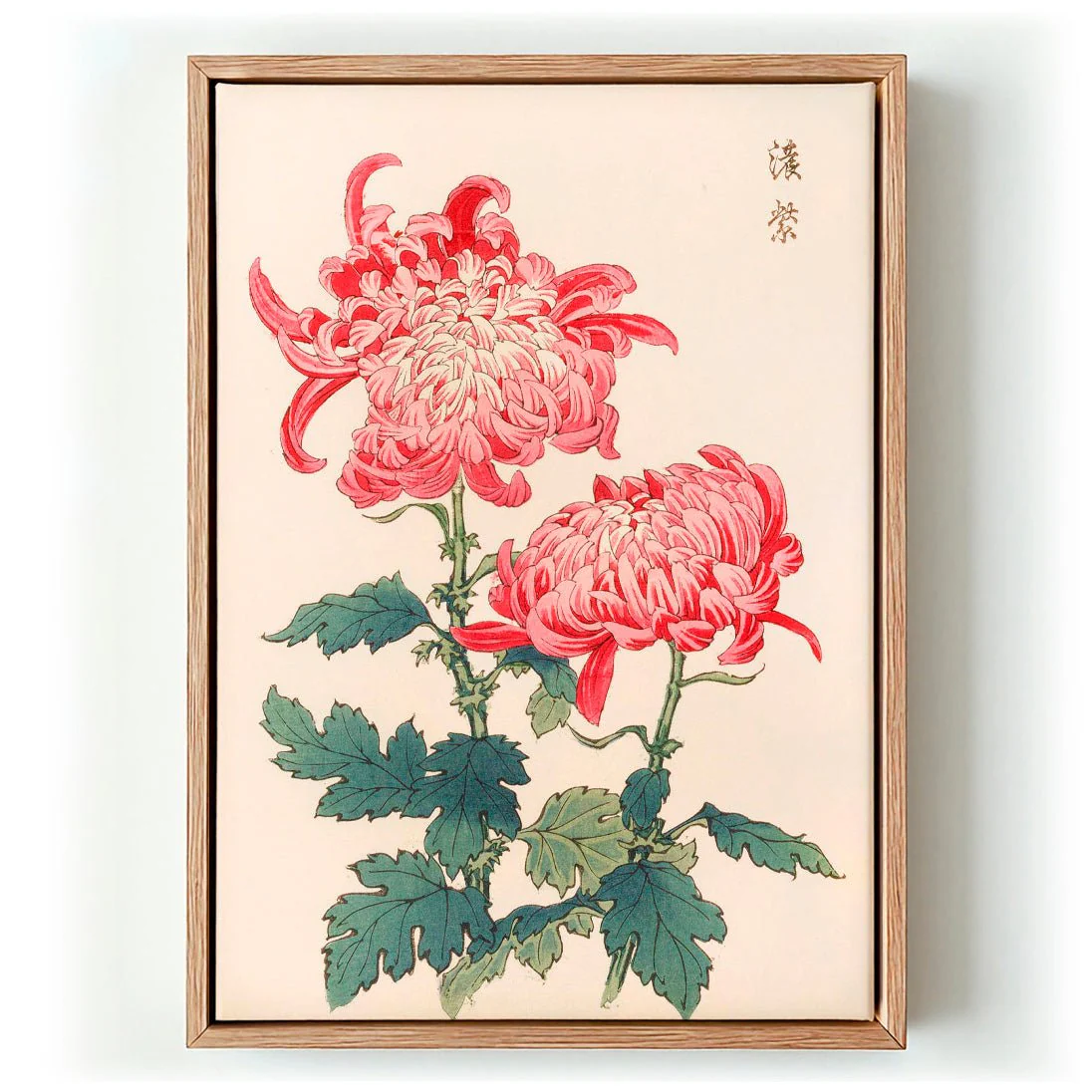 Keika hyakugiku Pl.23 by Keika Hosegawa