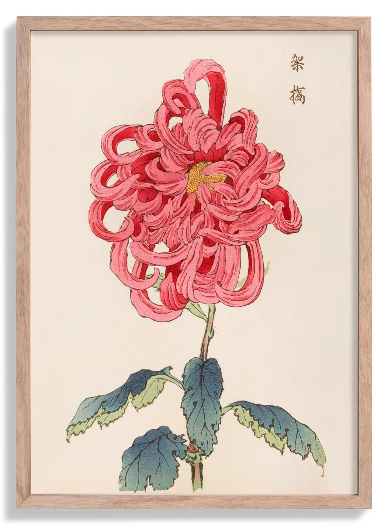 Keika hyakugiku Pl.25 by Keika Hosegawa