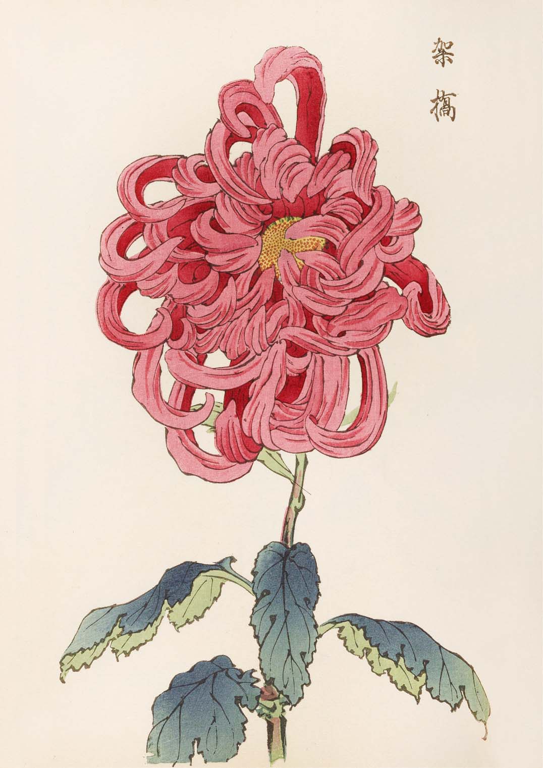 Keika hyakugiku Pl.25 by Keika Hosegawa - Image 8