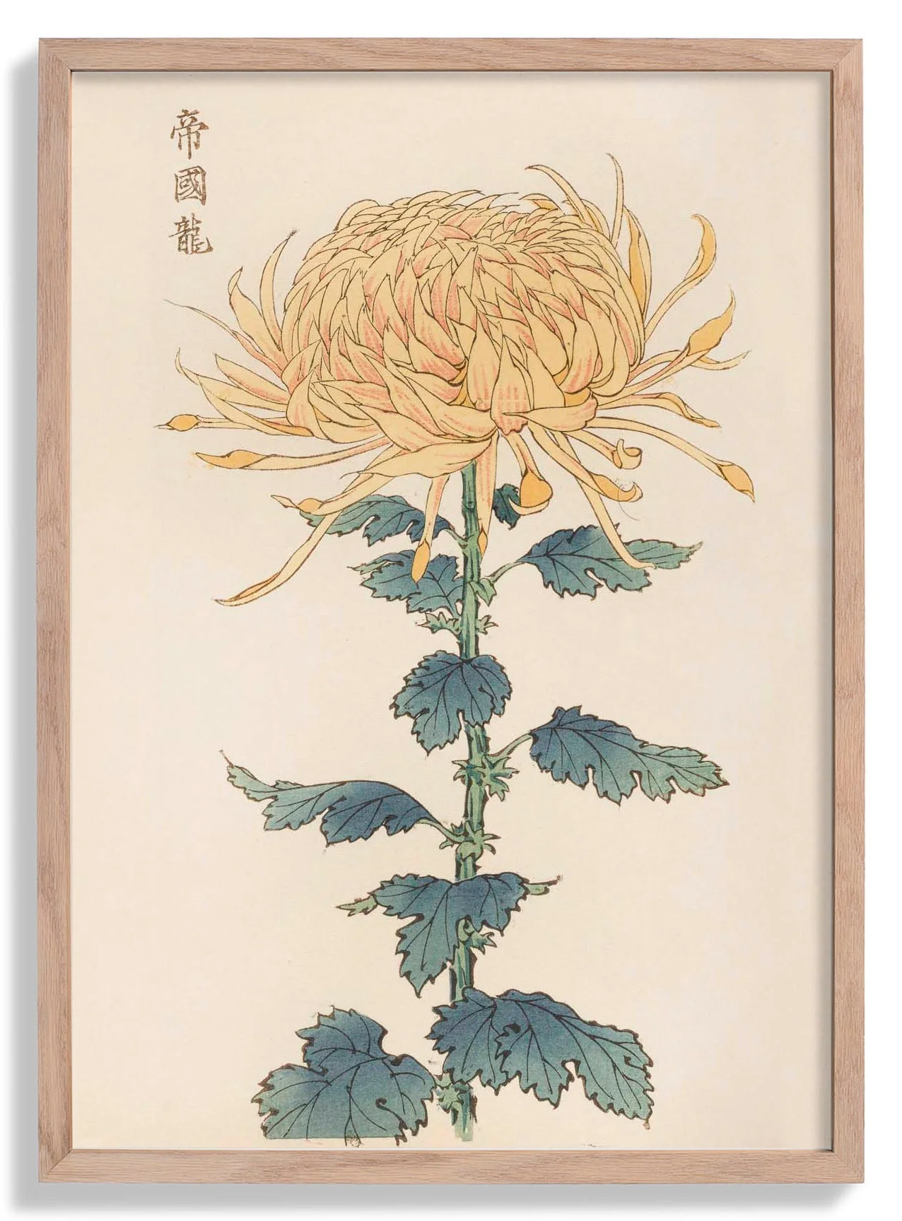 Keika hyakugiku Pl.26 by Keika Hosegawa
