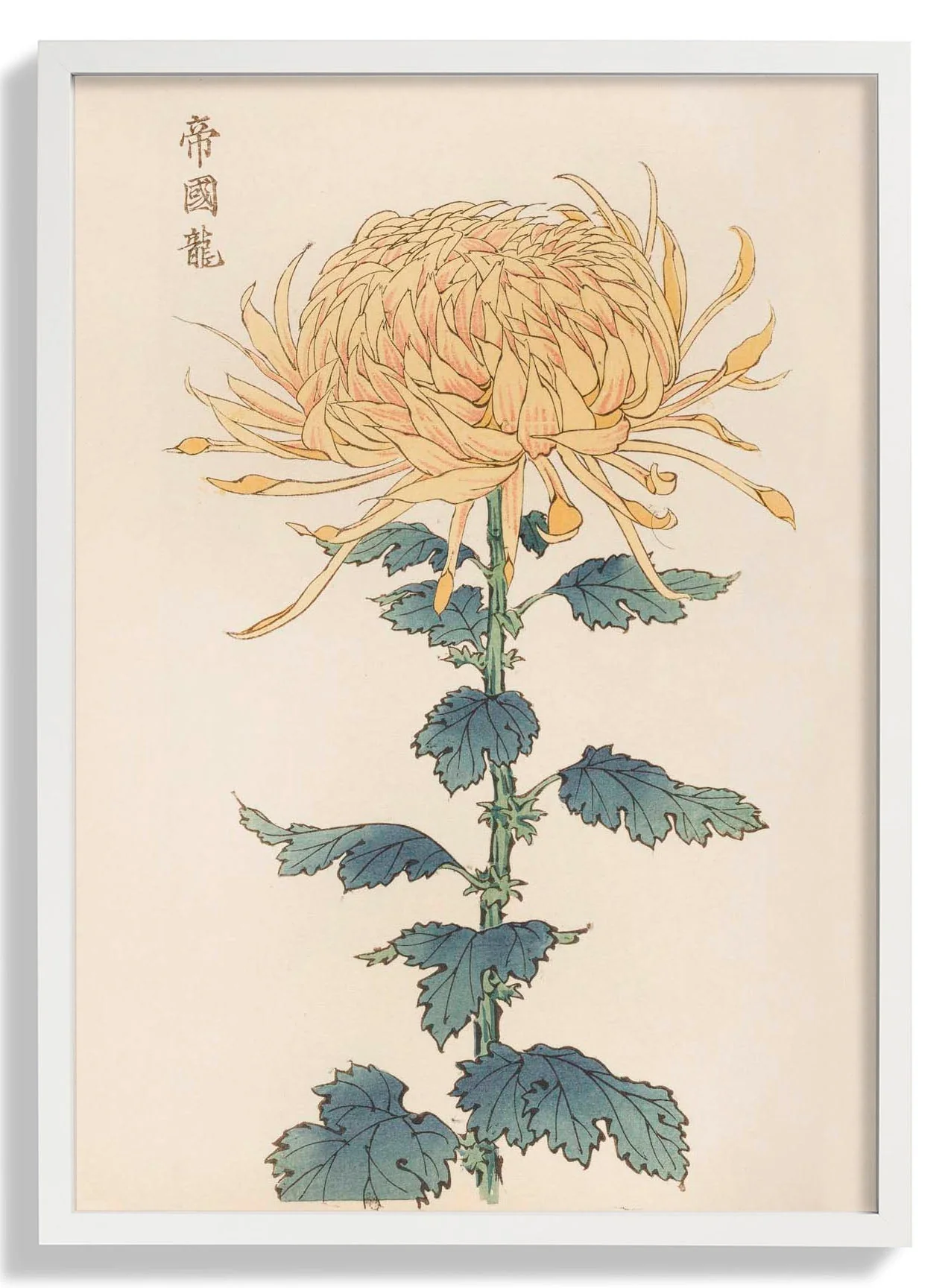 Keika hyakugiku Pl.26 by Keika Hosegawa - Image 5