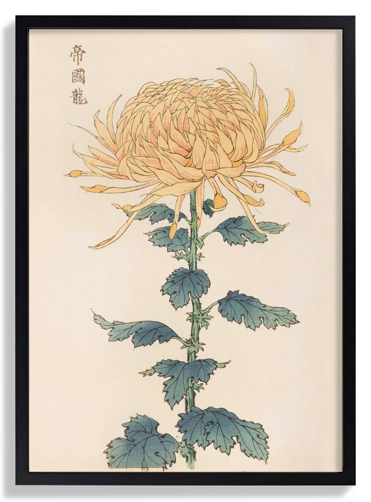 Keika hyakugiku Pl.26 by Keika Hosegawa - Image 7