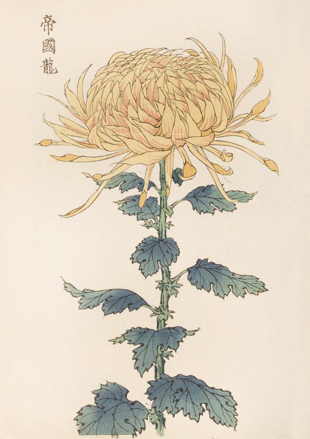 Keika hyakugiku Pl.26 by Keika Hosegawa - Image 8