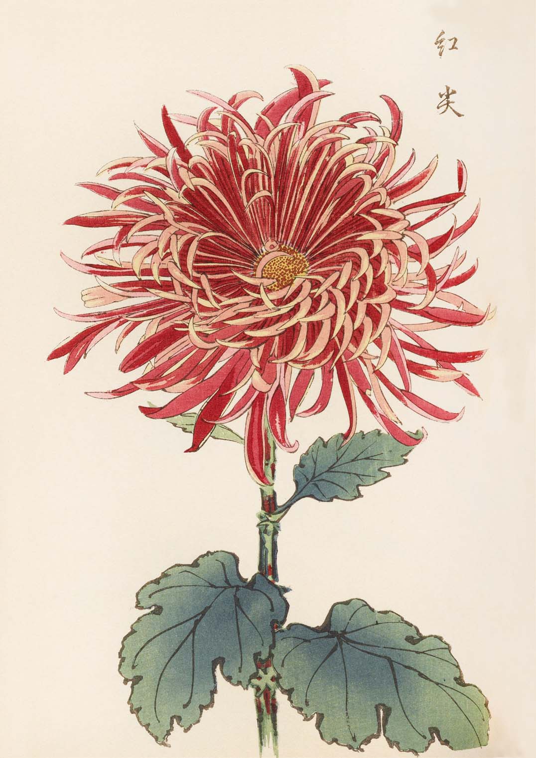 Keika hyakugiku Pl.27 by Keika Hosegawa - Image 8