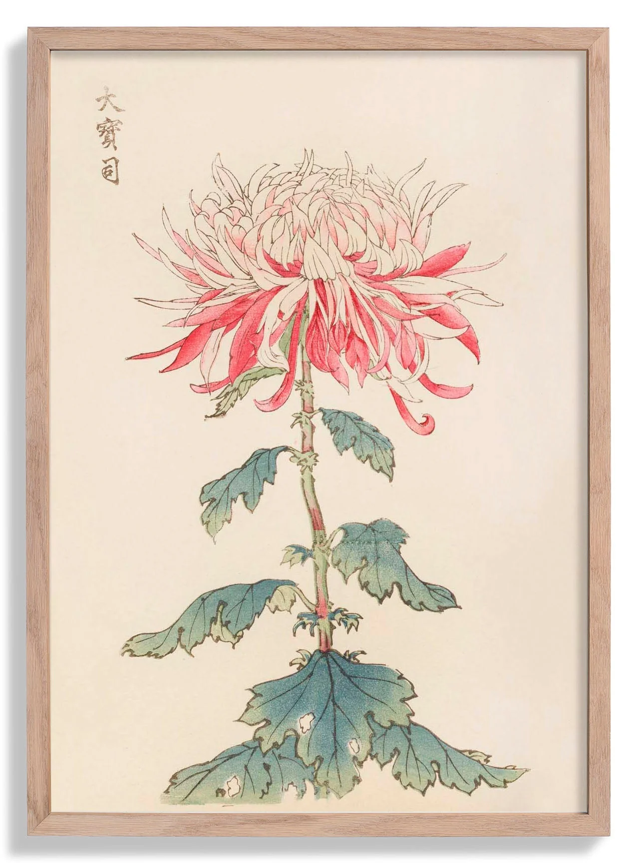 Keika hyakugiku Pl.28 by Keika Hosegawa