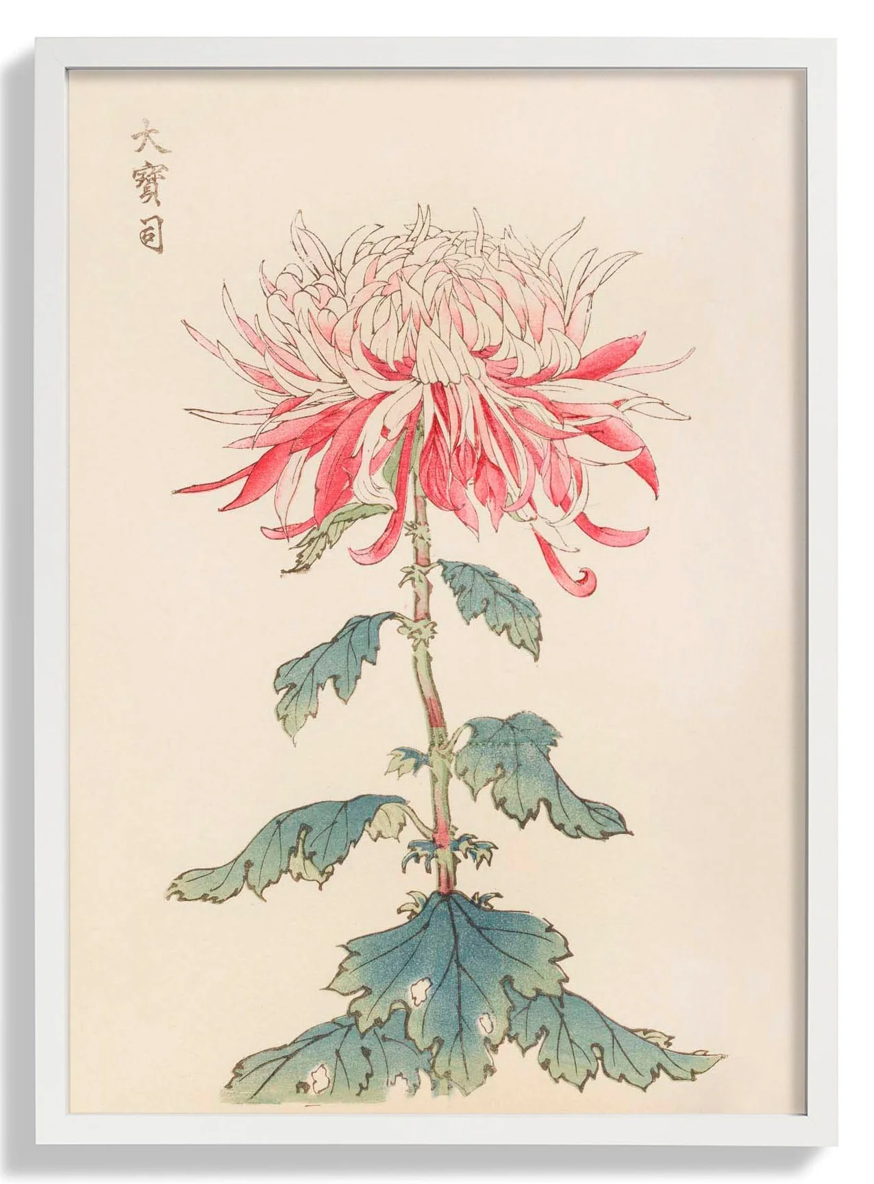 Keika hyakugiku Pl.28 by Keika Hosegawa - Image 5
