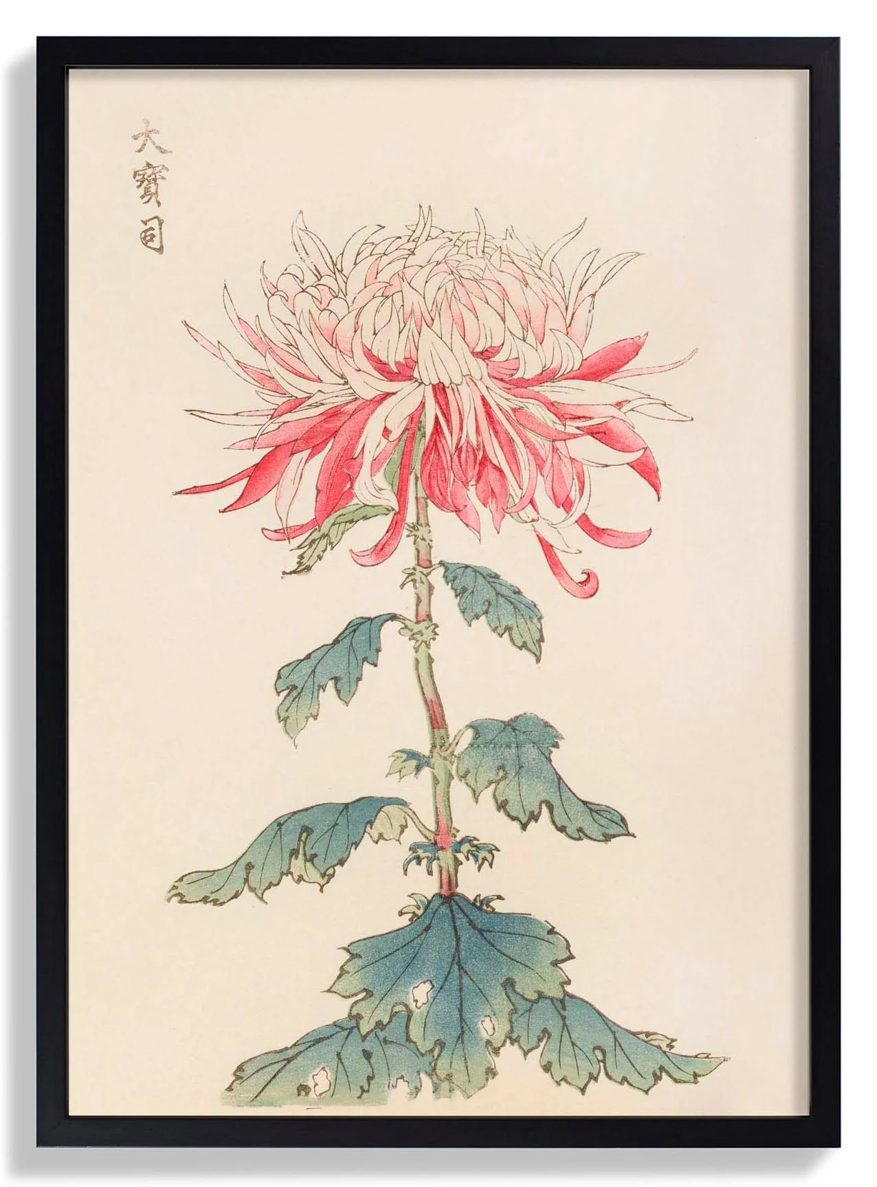 Keika hyakugiku Pl.28 by Keika Hosegawa - Image 7