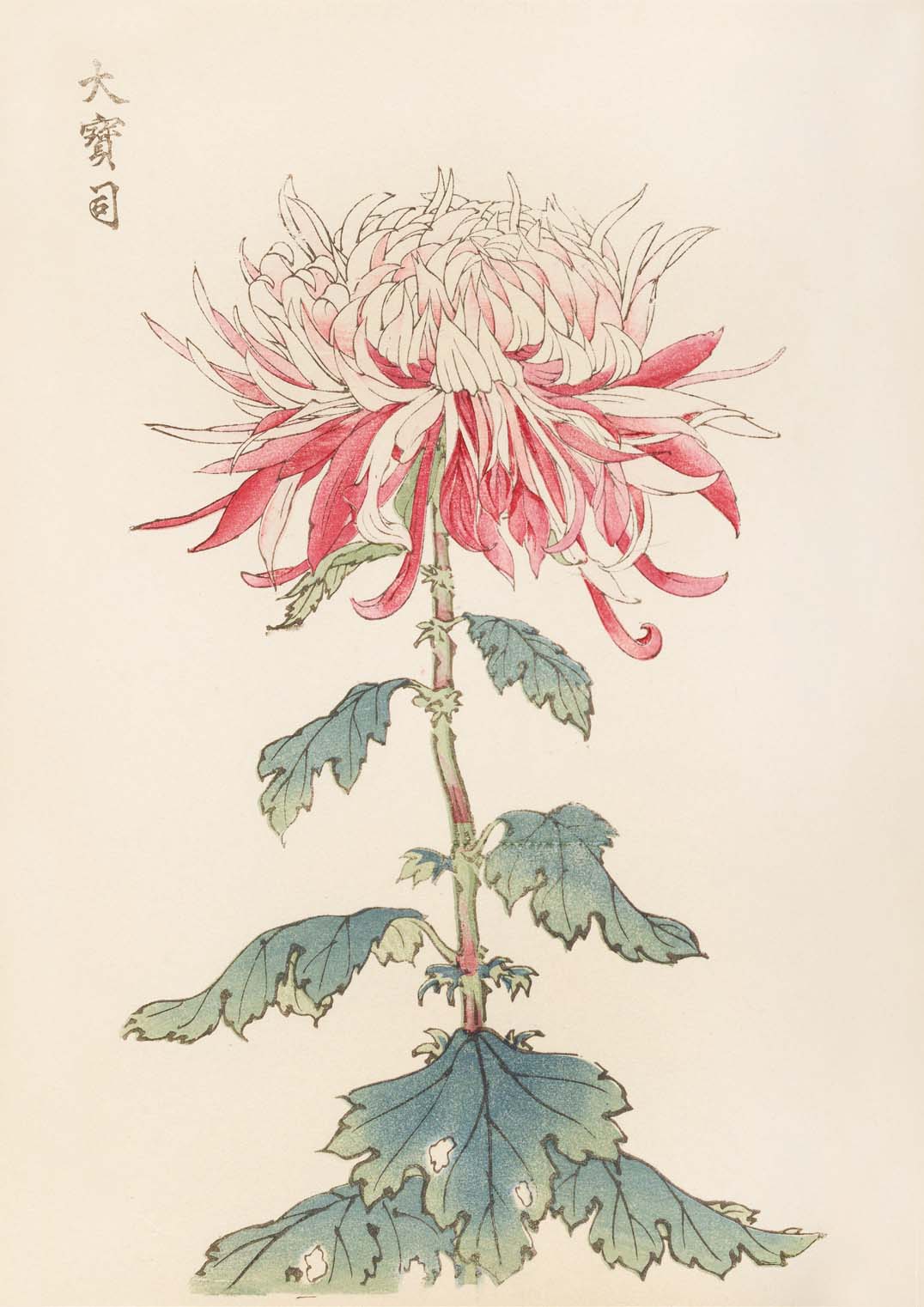 Keika hyakugiku Pl.28 by Keika Hosegawa - Image 8