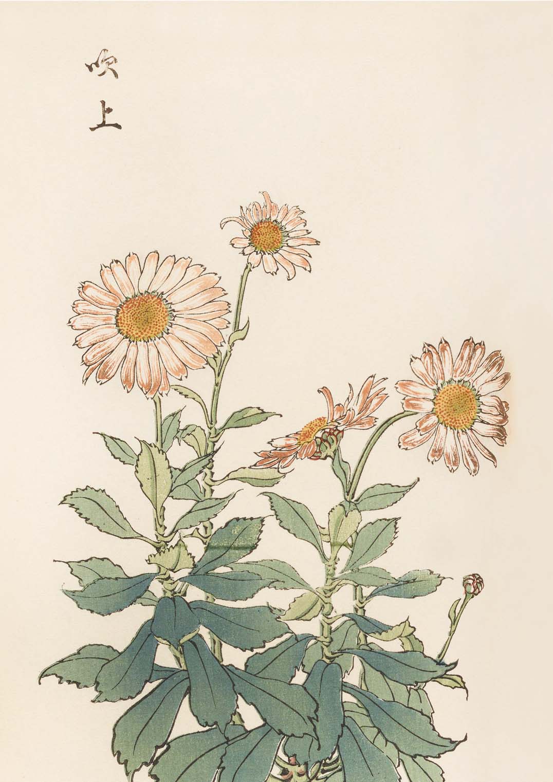 Keika hyakugiku Pl.30 by Keika Hosegawa - Image 8