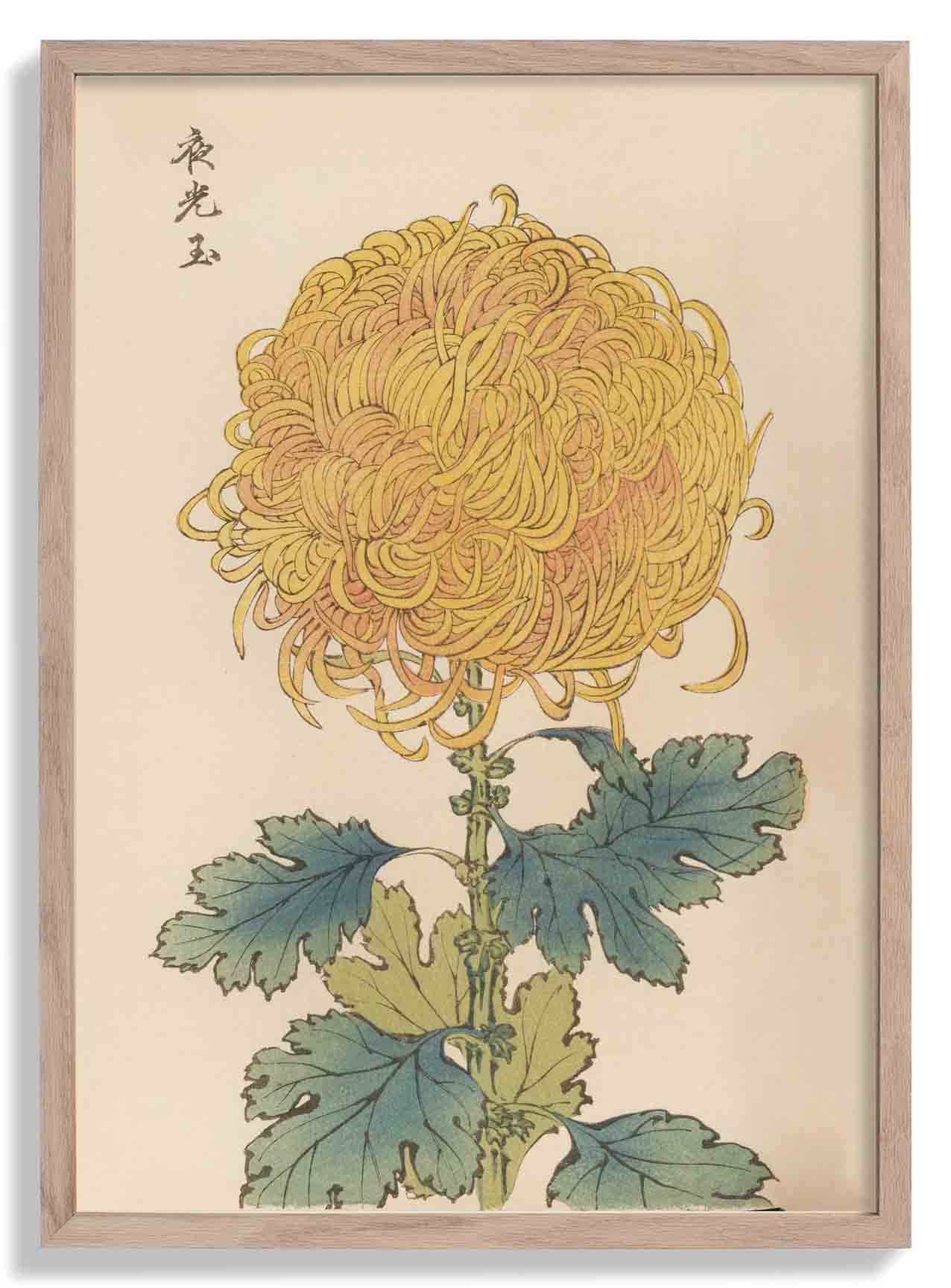 Keika hyakugiku Pl.31 by Keika Hosegawa