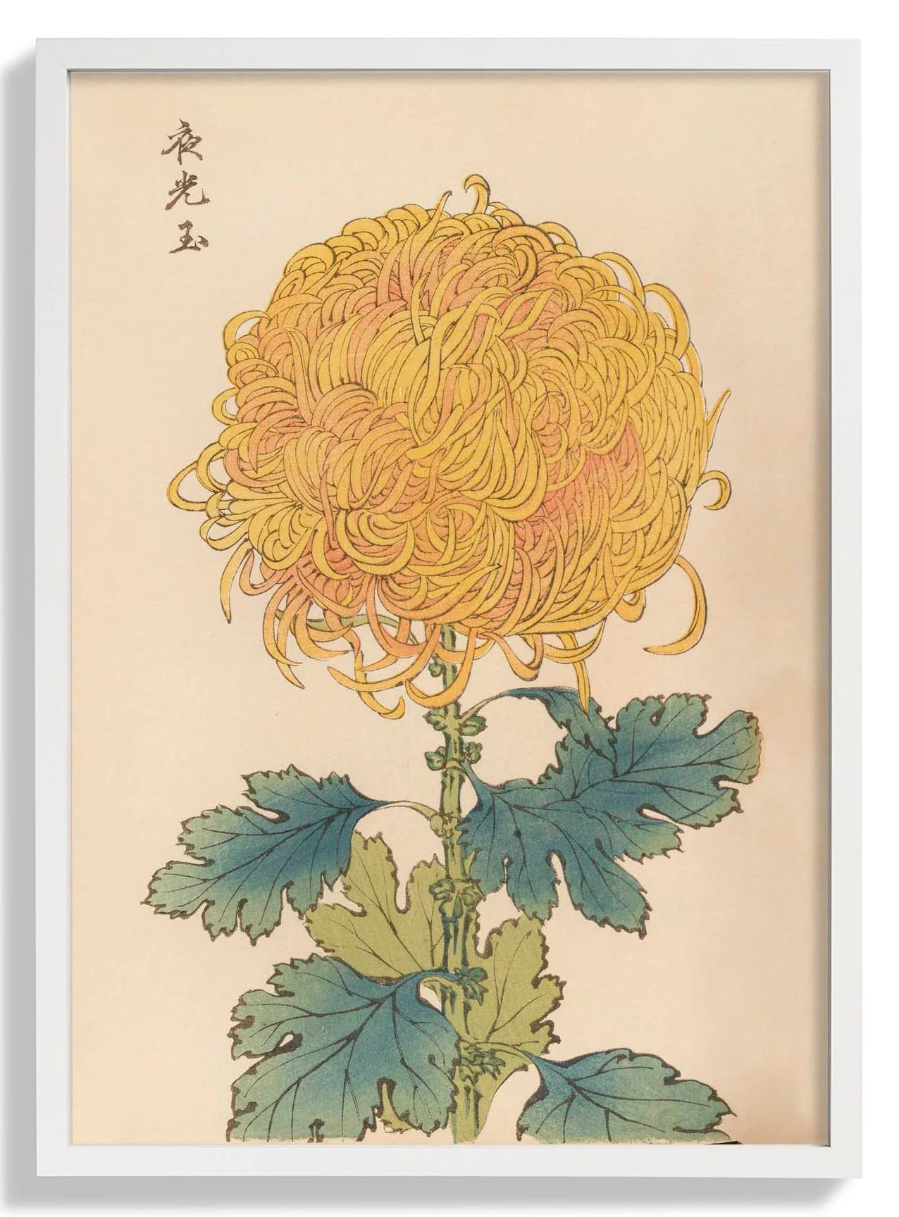 Keika hyakugiku Pl.31 by Keika Hosegawa - Image 5