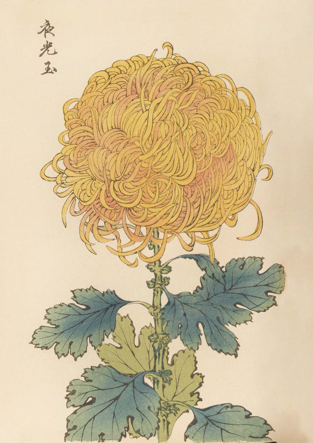 Keika hyakugiku Pl.31 by Keika Hosegawa - Image 8