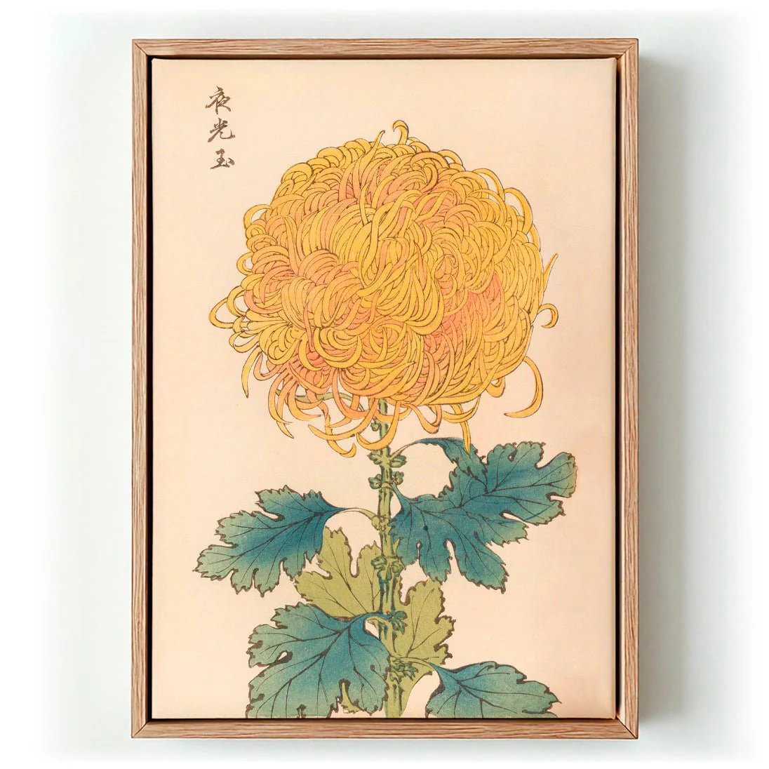 Keika hyakugiku Pl.31 by Keika Hosegawa